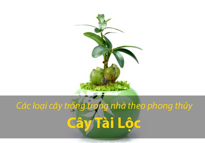 Cây Tài Lộc cũng là cây lọt vào tốp cây phong thủy được ưa chuộng nhiều nhất trong một vài năm trở lại đây. Cây Tài  Lộc là cây mang ý nghĩa thiên về tiền tài hơn. Cây Tài Lộc sẽ được gia chủ đặt ở trong phòng khách, địa điểm có thể đón ánh nắng và đón gió tốt nhất. Nếu như gia chủ cẩn thận hơn thì có thể đặt theo hướng hợp với phong thủy của mình.