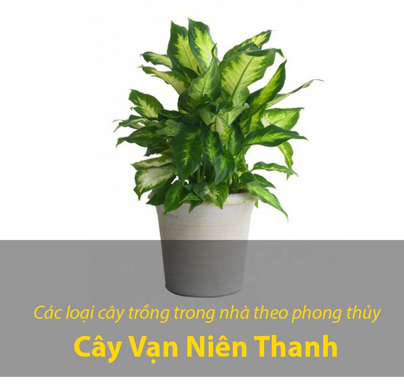 Vạn Niên Thanh, chỉ cần nghe qua tên của cây thì chắc hẳn nhiều khách hàng cũng sẽ biết qua về ý nghĩa của cây. Đây là cây phong thủy được sử dụng rất nhiều để trang trí trong phòng khách ở các hộ gia đình. Đây là một trong những cây cầu bình an và sức khỏe cho gia chủ. Vì tên là Vạn Niên Thanh, có nghĩa là vạn năm vẫn luôn tươi trẻ. Cây này rất được các gia chủ ưa chuộng vì là dáng cây nhỏ nhắn và gọn. Khi đặt trang trí thì sẽ không bị vướng víu